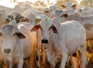 Tocantins soma mais de 11 milhões de cabeças de gado e figura entre os dez maiores rebanhos do Brasil - Foto: Keven Lopes/Governo do Tocantins