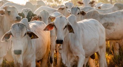 Tocantins soma mais de 11 milhões de cabeças de gado e figura entre os dez maiores rebanhos do Brasil - Foto: Keven Lopes/Governo do Tocantins