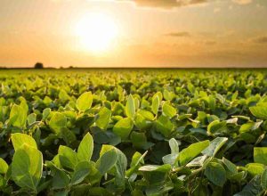 Na última safra, a Adapec registrou mais de 1,46 milhão de hectares cultivados com soja no Tocantins, distribuídos em 2,7 mil propriedades cadastradas - Foto: Majuh Souza/Governo do Tocantins