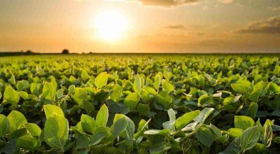 Na última safra, a Adapec registrou mais de 1,46 milhão de hectares cultivados com soja no Tocantins, distribuídos em 2,7 mil propriedades cadastradas - Foto: Majuh Souza/Governo do Tocantins